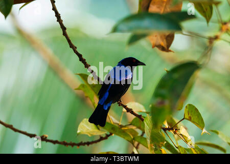 Asian Fairy-bluebird, Irena puella, male, Western Ghats, India. Stock Photo