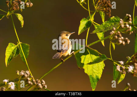 Blyth's reed warbler, Acrocephalus dumetorum, Western Ghats, India. Stock Photo