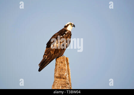 Osprey, Pandion haliaetus, Goa, India. Stock Photo