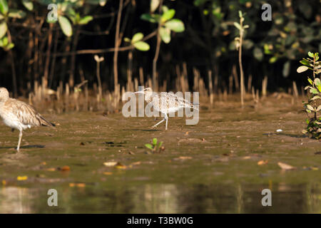 Whimbrel, Numenius phaeopus, Goa, India. Stock Photo