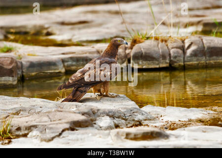 Oriental honey-buzzard, Pernis ptilorhynchus, Ranthambore Tiger Reserve, Rajasthan, India. Stock Photo