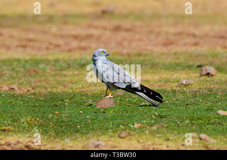 Montagu's harrier, male, Circus pygargus, harrier family, Pune, Maharashtra, India. Stock Photo