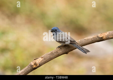 The black-naped monarch or black-naped blue flycatcher Hypothymis azurea, female, Pune, Maharashtra, India. Stock Photo