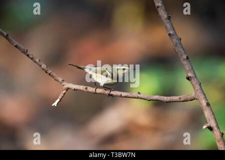 Greenish warbler, Phylloscopus trochiloides, Pune, Maharashtra, India. Stock Photo