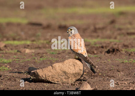 Common Kestrel, Falco tinnunculus, male, Pune, Maharashtra, India. Stock Photo