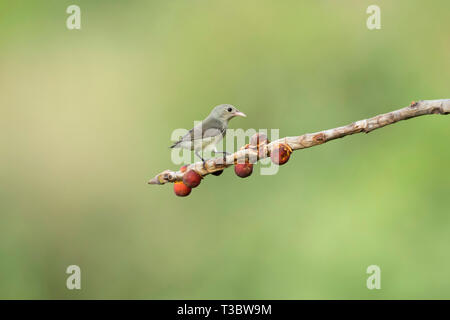 Pale-billed flowerpecker or Tickell's flowerpecker, Dicaeum erythrorhynchos, Western Ghats, India. Stock Photo