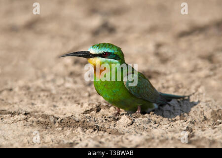 Blue-cheeked bee-eater, Merops persicus, India. Stock Photo