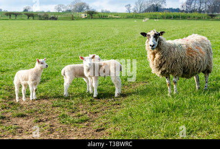 Dalesbred Ewe, female sheep with triplet lambs.  Ewe and three lambs stood in lush green meadow. Concept: Mother and babies.Yorkshire Dales. Landscape Stock Photo