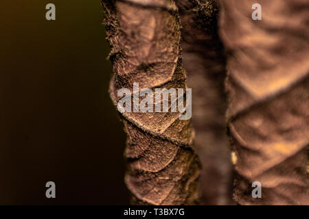 Dried Leaf: fine detail orange/brown macro leaves Stock Photo