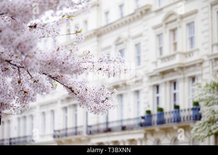 Cherry tree is blooming outside elegant building in Central London. Stock Photo