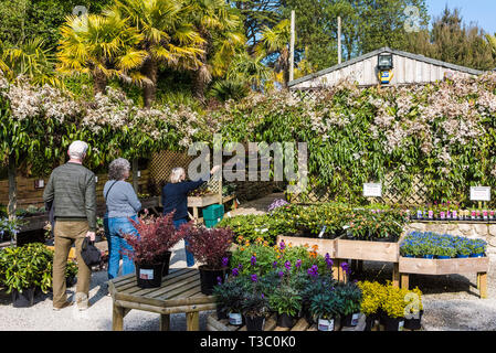 Customers being given advice by a worker at the Trebah Garden Plant centre in Cornwall. Stock Photo