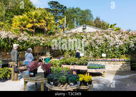 Customers being given advice by a worker at the Trebah Garden Plant centre in Cornwall. Stock Photo