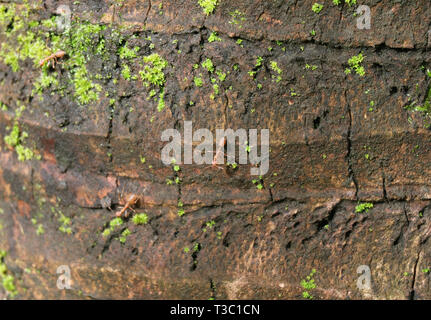 Busy Ants Climbing on the Rough Coconut Tree Trunk, Countryside of Thailand Stock Photo