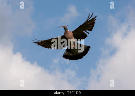 Flying dove with twig in the beak about to build a nest. Denmark Stock Photo