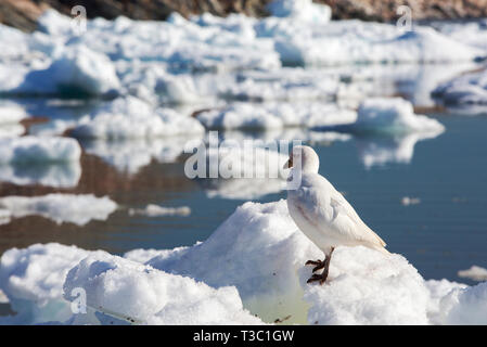 Snowy sheathbill, Chionis albus on Sea ice at Heroina Island, Danger Islands in the Weddell Sea, Antarctica. Stock Photo