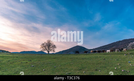 Spring in the mountain, cows on green meadow pasture next to lonely oak tree during sunrise Stock Photo