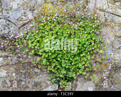 Ivy-leaved toadflax, Cymbalaria muralis, aka Kenilworth ivy, plant with flowers on old grey stone wall. Stock Photo