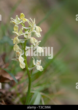 Orchis provincialis, the Provence orchid. Aka Pauciflora. Pale yellow wild flower. Stock Photo