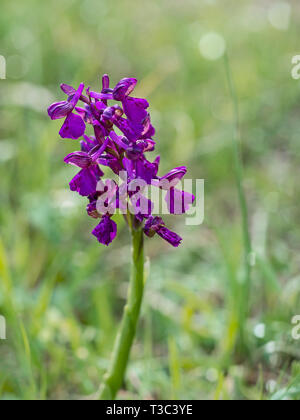 Anacamptis morio aka Green-winged Green-veined orchid, wild flower. After rain, hence raindrops. Stock Photo