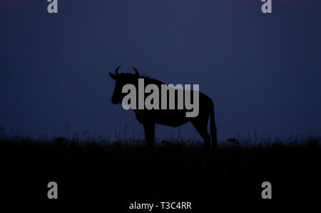 Wildebeest silhouetted in grassland. Photographed at dusk at the Sabi Sands Game Reserve, Kruger, Mpumalanga, South Africa. Stock Photo