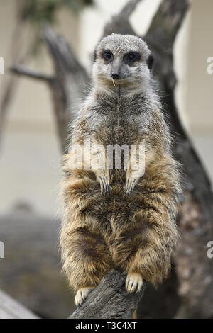 meerkats-resting-in-a-zoo-in-italy-stock-photo-alamy