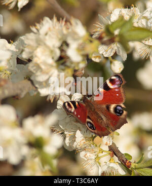 Peacock Butterfly on plum tree blossom Stock Photo
