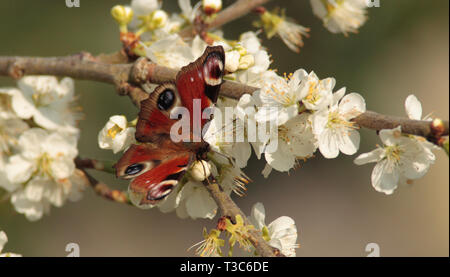 Peacock Butterfly on plum tree blossom Stock Photo