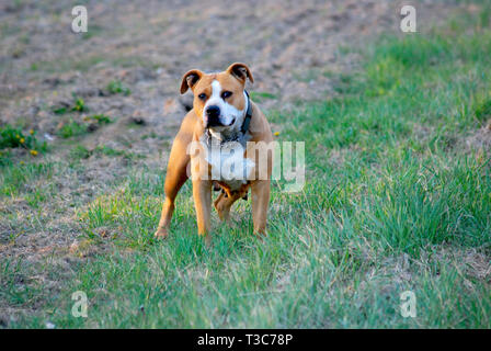 portrait scene of american staffordshire terrier Stock Photo