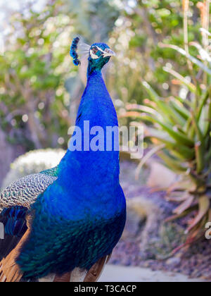 Peacock standing in the forest at Los Angeles, California Stock Photo