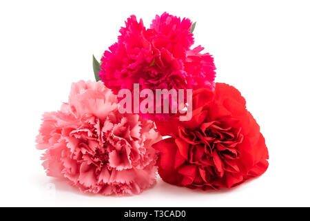 Carnations isolated on white background Stock Photo