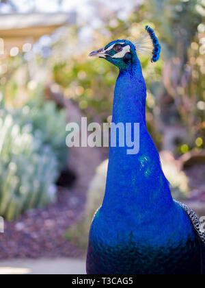 Peacock standing in the forest at Los Angeles, California Stock Photo