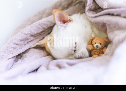 chihuahua sleeping in basket with his teddy Stock Photo