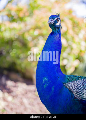 Peacock standing in the forest at Los Angeles, California Stock Photo