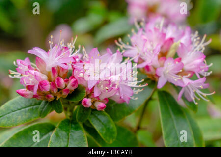 Close up of a flowering shrub with small pink Rhododendrons (Lepidote) in Spring.  View of a blooming Bush with small purple Rhododendron. Stock Photo