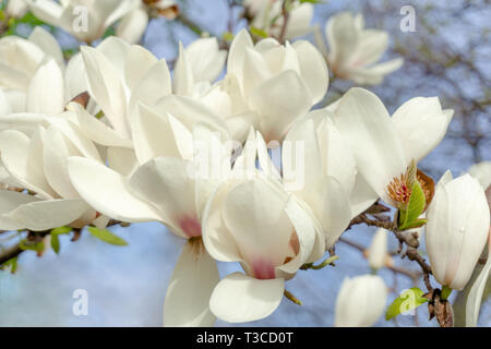 Close-up of a beautiful White Magnolia Alba Superba (Saucer Magnolia) in Spring. Stock Photo