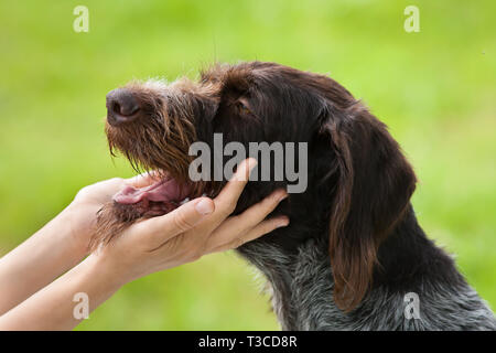 hands of owner petting head of dog Stock Photo