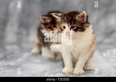 Sweet some weeks old norwegian forest cat kitten in studio. Her sibling on the background is playing with her tail Stock Photo