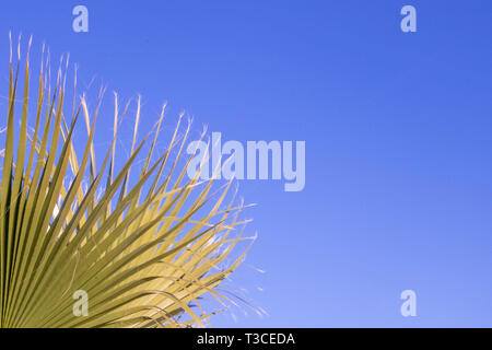 Background, border, background palm tree, palm on blue sky background Stock Photo
