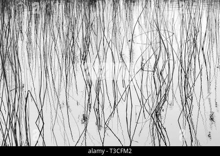 Black and white picture of reeds reflected in water Stock Photo - Alamy