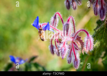 Bee sucks nectar on a borage flower. Beautiful blue borage flowers and buds still to hatch from the borage plant. Stock Photo