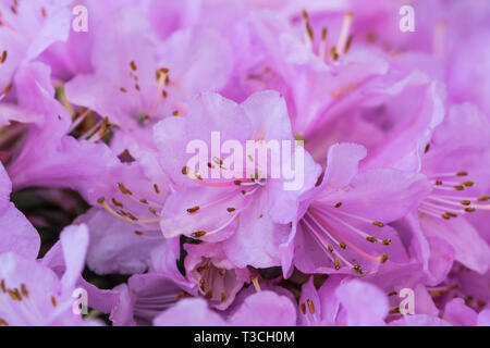 Small pink flowers from a Dwarf Rhododendron 'Snipe' plant in Spring in West Sussex, UK. Stock Photo