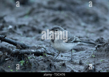 A young white wagtail (Motacilla alba) is looking for food in the mud at the edge of the pond. Early June morning in the shade. Wild Poland.Horizontal Stock Photo