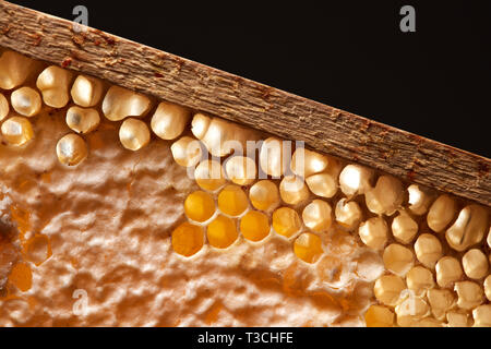 Organic honey in wax comb on a black background with copy space. Macro photo Stock Photo