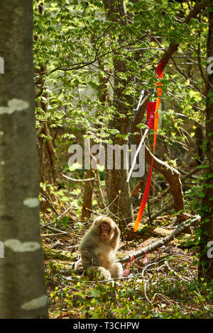 An adult Japanese macaque (snow monkey, Macaca fuscata) scratches its head next to a red ribbon tied to a tree in the forest Yuzawa, Niigata, Japan. Stock Photo