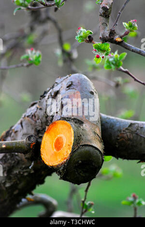 blossoming apple tree in spring Stock Photo