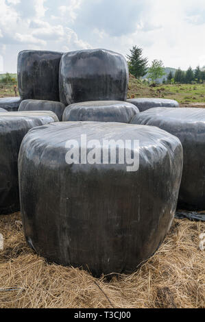 Large bales of hay wrapped in black plastic lying in a field with yellow hay underneath. A few trees are in the background. Stock Photo