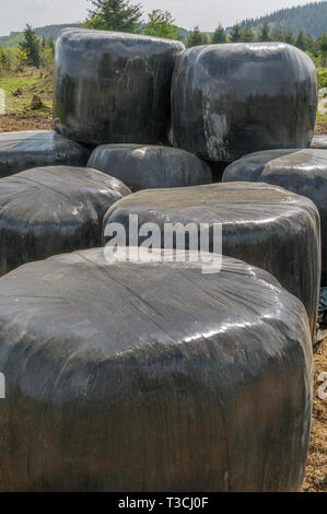 Close up of large bales of hay wrapped in black plastic lying in a field. A few hills with trees are in the background. Stock Photo