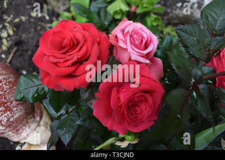 Mini red and pink roses in the garden with rain drops on the leaves Stock Photo