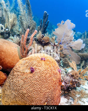 Coral garden in Caribbean Stock Photo