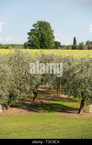 The olive grove in Lazise at the Lake Garda. Italy Stock Photo